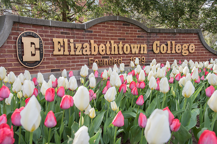 Elizabethtown College sign on a brick wall with blooming tulips