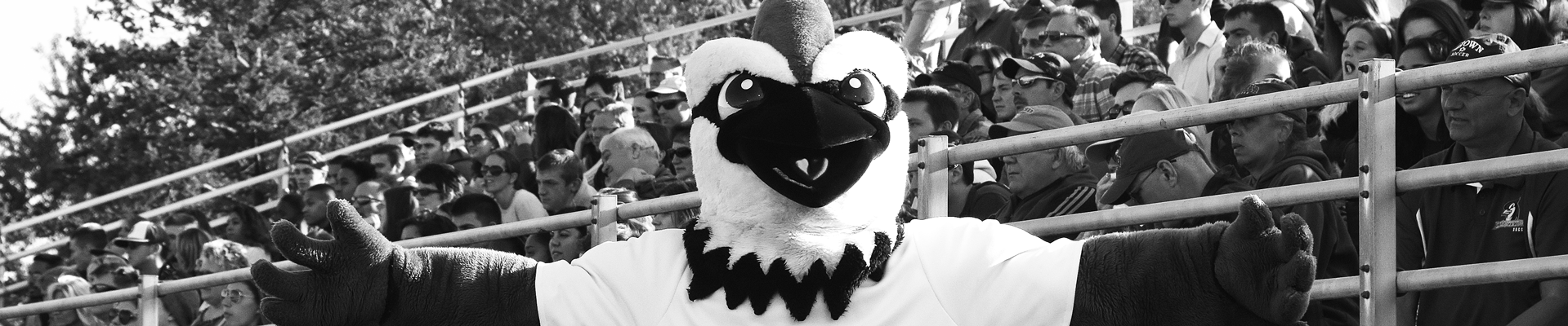 Blue Jay mascot at a game